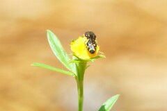 Acmaeodera