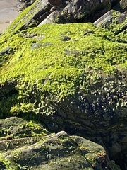 Flavoplaca