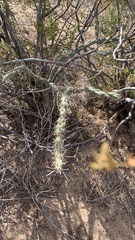 Cylindropuntia acanthocarpa