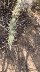 Cylindropuntia acanthocarpa