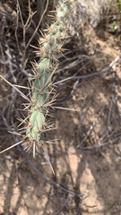Cylindropuntia acanthocarpa