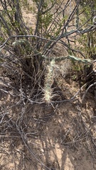 Cylindropuntia acanthocarpa