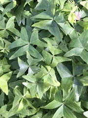 Oxalis intermedia