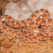 Dasypeltis - Photo (c) Tyrone Ping, alguns direitos reservados (CC BY-NC), uploaded by Tyrone Ping