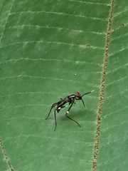 Micropezidae
