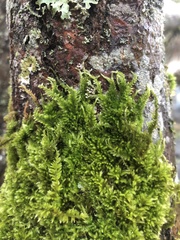 Homalothecium nuttallii