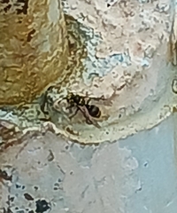 Protonectarina sylveirae