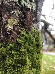 Homalothecium nuttallii