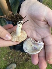 Lactarius pallescens
