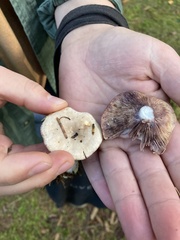 Lactarius pallescens