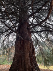 Sequoiadendron