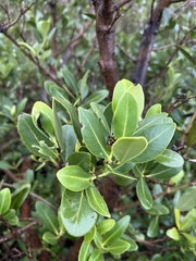 Avicennia germinans