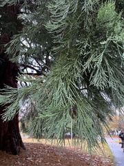 Sequoiadendron