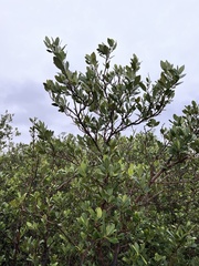 Avicennia germinans