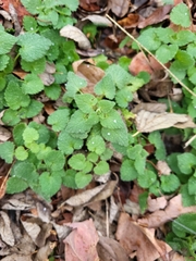 Lamium purpureum
