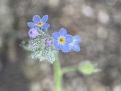 Myosotis arvensis