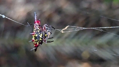 Gasteracantha fornicata