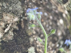 Myosotis arvensis