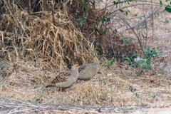 Ortygornis pondicerianus