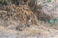 Ortygornis pondicerianus