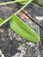Myosotis arvensis