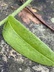 Myosotis arvensis