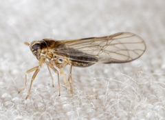 Muellerianella laminalis