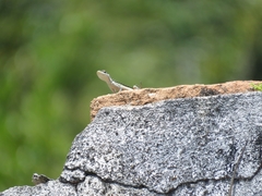 Tropidurus semitaeniatus