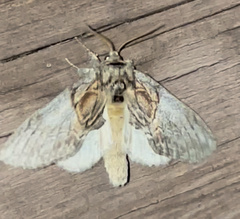 Peridea basitriens