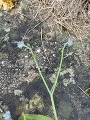 Myosotis arvensis