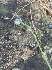 Myosotis arvensis