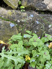 Myosotis arvensis