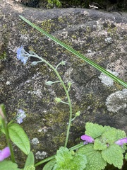 Myosotis arvensis