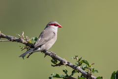 Estrilda troglodytes