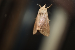 Hypocala deflorata