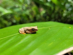 Dendropsophus bipunctatus