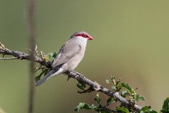 Estrilda troglodytes