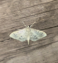 Herpetogramma aeglealis