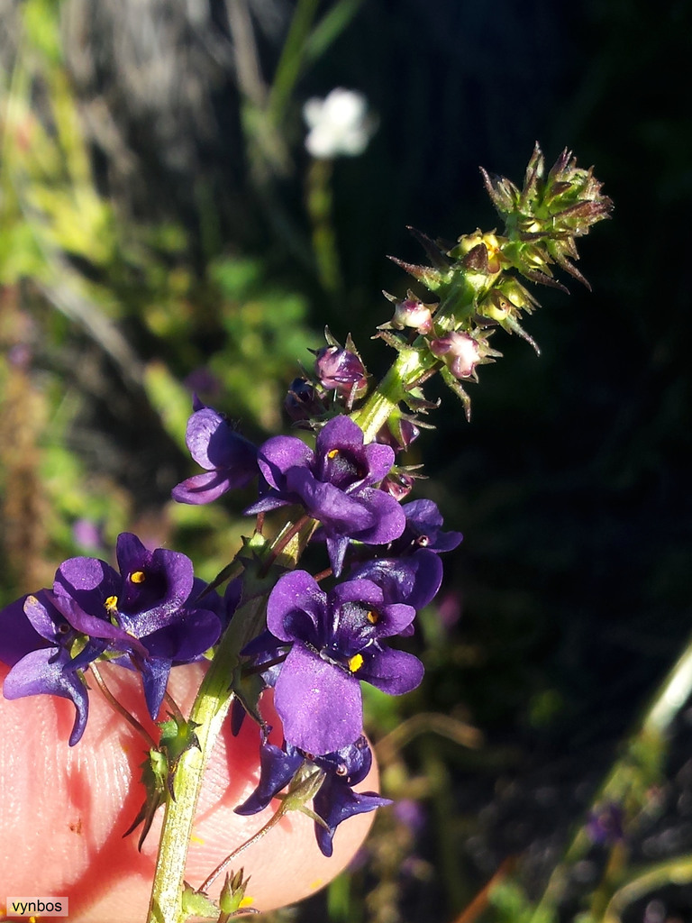 Purple Twinspur