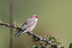 Estrilda troglodytes