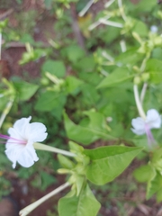 Mirabilis longiflora