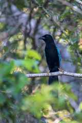 Cyanocorax yucatanicus