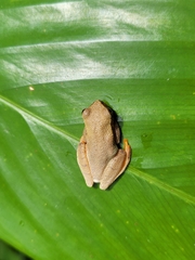 Dendropsophus bipunctatus