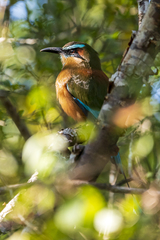 Eumomota superciliosa