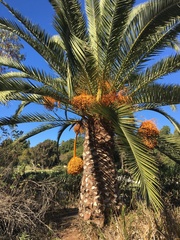 Phoenix canariensis