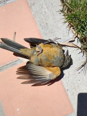 Turdus rufiventris