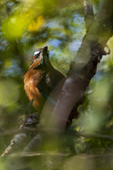 Eumomota superciliosa