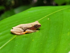 Dendropsophus bipunctatus