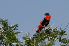 Euplectes franciscanus