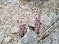 Aphyllon cooperi
